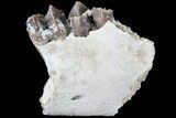 Oreodont Jaw Section With Teeth - South Dakota #81952-1